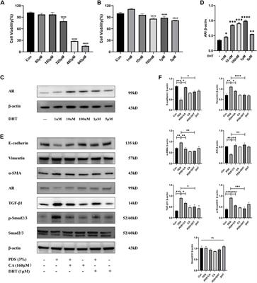 Astragalus membranaceus and its monomers treat peritoneal fibrosis and related muscle atrophy through the AR/TGF-β1 pathway